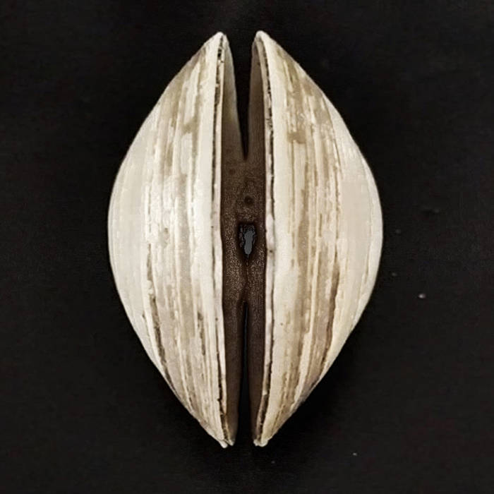 Constanza Pellicci – Espacio Adentro de Una Perla